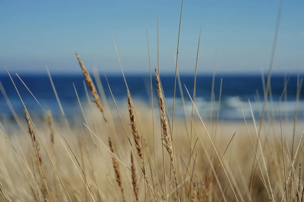 Oyats sur les dunes devant l'océan
